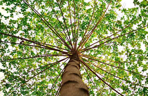 PHPTree, a fast tree implementation