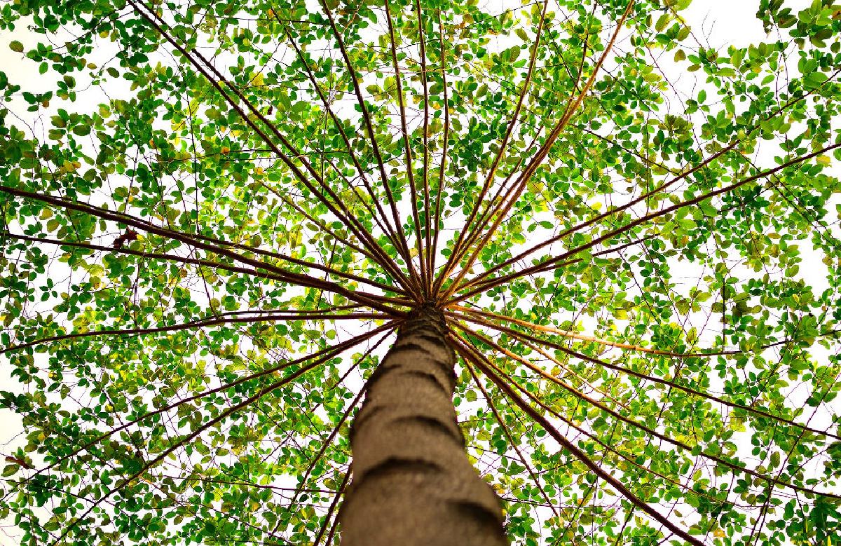 PHPTree, a fast tree implementation